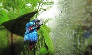 5302_516bdbdb0fbc8.jpg 300X180 px