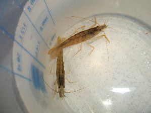 5342_514ecb08d8190.jpg 299X224 px