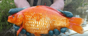 5342_58e4b88b16089.png 643X263 px