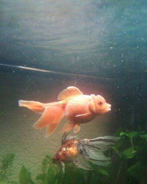 5399_52d83ccb9b1af.jpg 960X1200 px