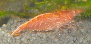 5412_5134de174800c.jpg 299X147 px