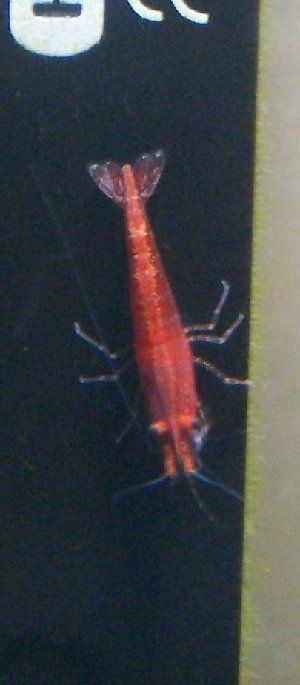5412_5134de6b34e7f.jpg 320X731 px