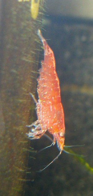 5412_5134de83c1cc8.jpg 320X673 px