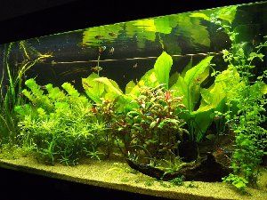 6006_51e6fa15c7afd.jpg 300X225 px