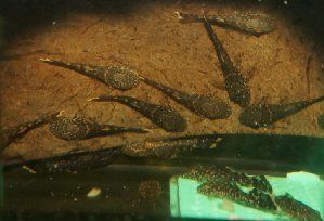 6100_53dcd46f5ecbc.jpg 299X204 px
