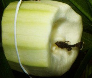 6100_5446a7ecb26dc.jpg 300X255 px