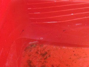 6378_521118e5ccede.jpg 300X225 px