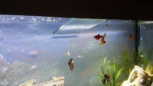 6522_58b47b3726e2b.jpg 1600X900 px
