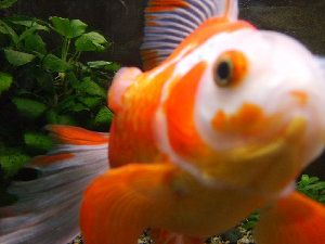 6756_52da564e73891.jpg 300X225 px