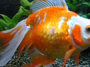 6756_52da56886d739.jpg 300X225 px