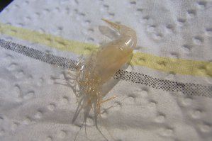 7335_5325e1b5c8ece.jpg 299X199 px