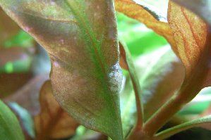 7335_532eea4e50dac.jpg 299X199 px