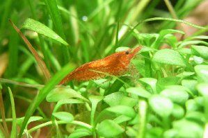 7335_534999297fd1c.jpg 299X199 px