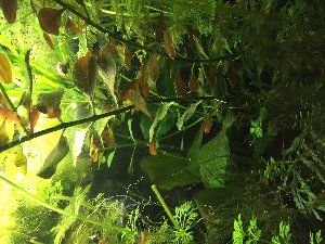 9168_552eabb1022af.jpg 1280X960 px