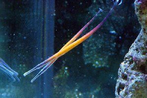 91_479500fc565f5.jpg 299X199 px