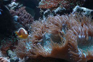 91_486d2f6dabe15.jpg 300X200 px