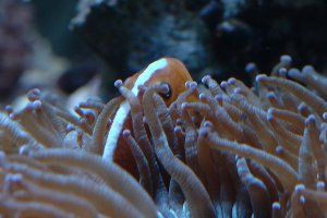 91_486d2fb64e4da.jpg 300X200 px