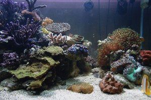 91_48765d1fe7f53.jpg 300X200 px