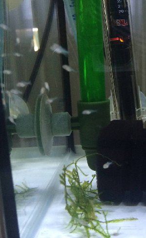 9674_5570671de0a03.jpg 784X1280 px