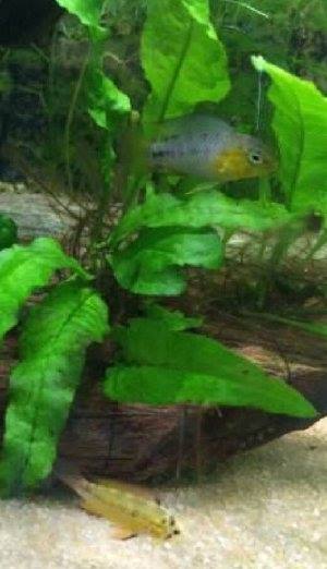 9674_558744cd76e6f.jpg 521X907 px